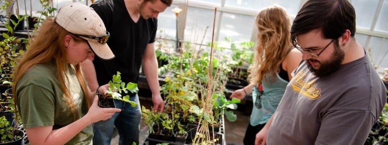grad working with undergrad students working in greenhouse with aspen seedlings